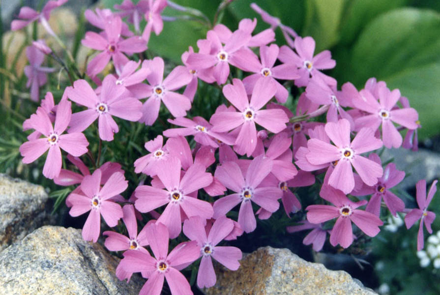 Phlox sibirica var borealis en fleurs dans les toundras ouvertes de l'Arctique